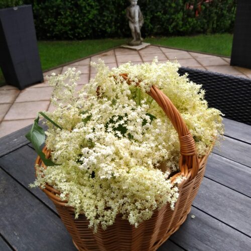 Hollerblüten